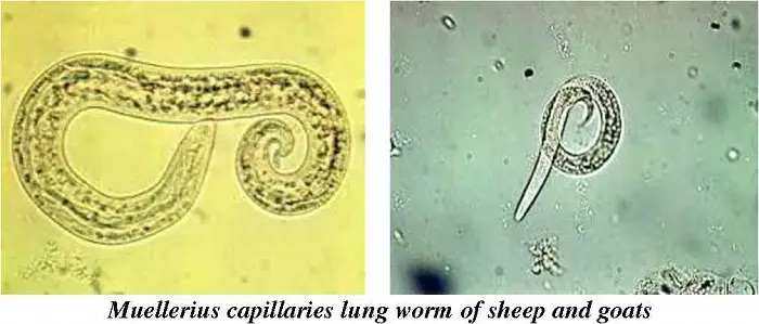 Diagnosis of Lungworm in Sheep