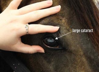 Equine Cataracts