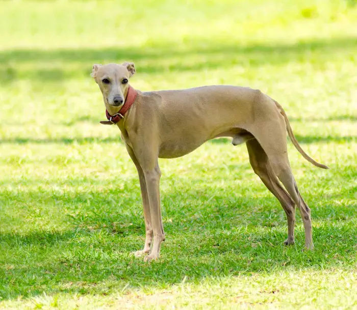 Features of Italian Greyhound