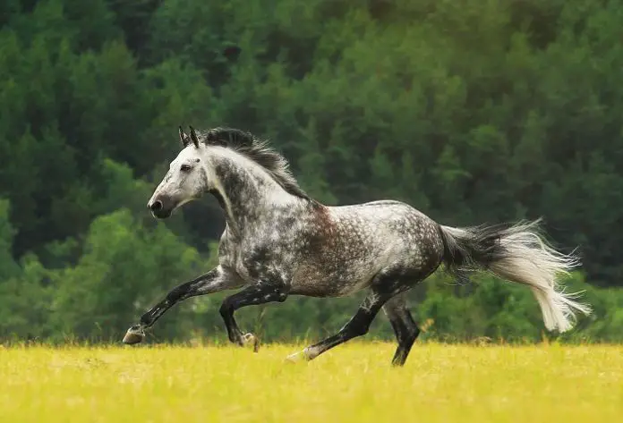 Holsteiner Horse Breed
