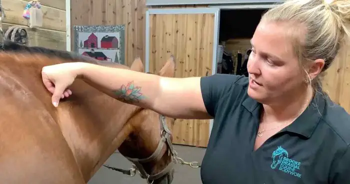 Horse Massage Procedures
