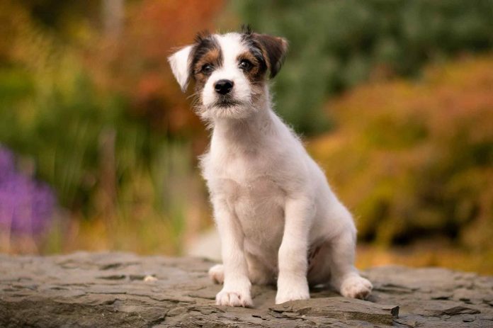 Jack Russell Terrier
