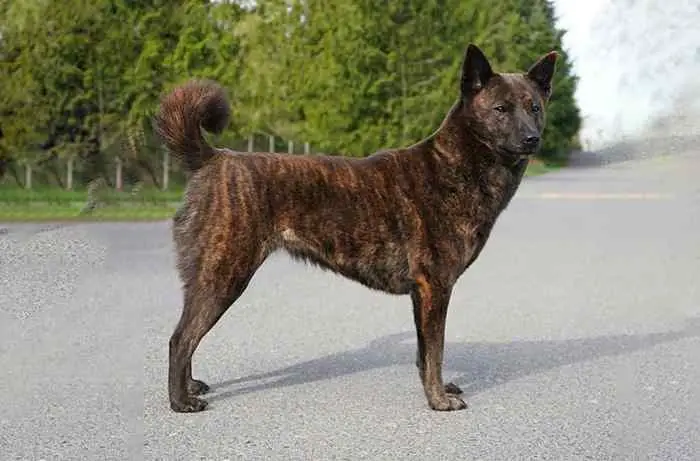 Kai Dog of Japan