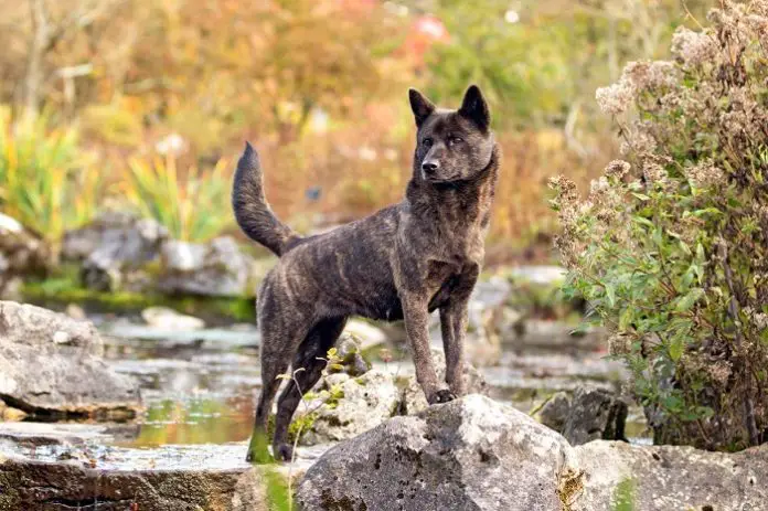 Kai-Ken Dog