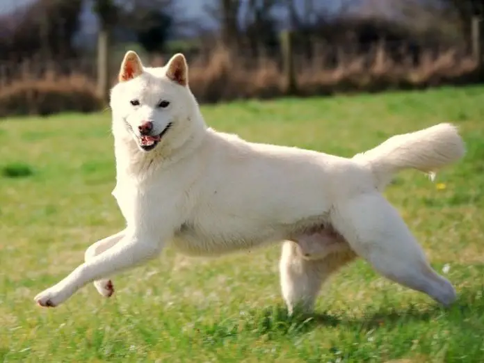 Korean Jindo