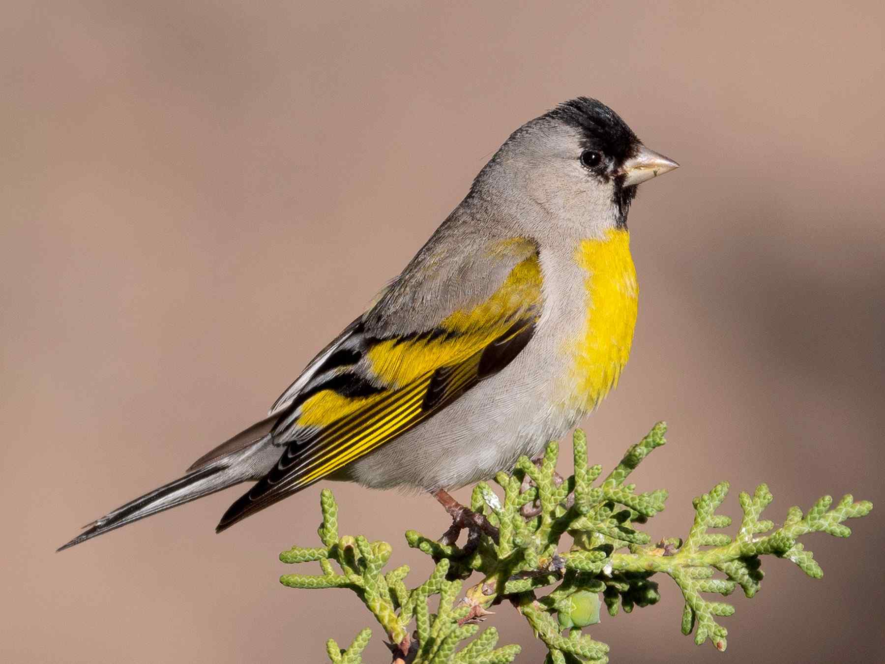 Lawrence’s Gold Finch