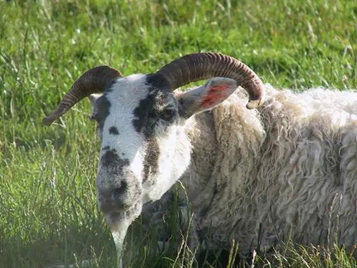 Lungworm In Sheep