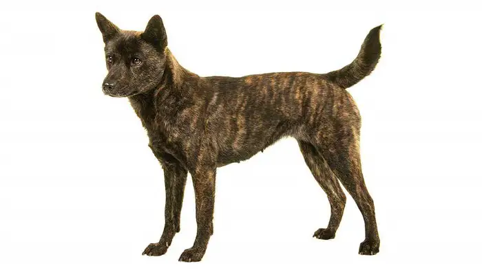 Physical Features of Kai-ken dog