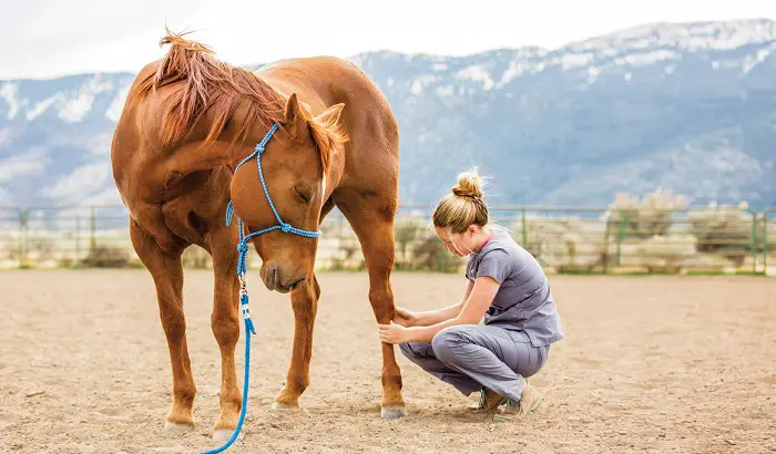 Why Do Horse Need A Massage