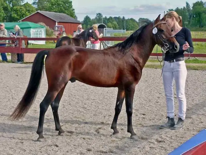 Beautiful Caspian Horse