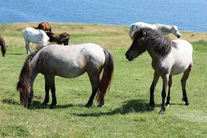 Conservation of Newfoundland Pony