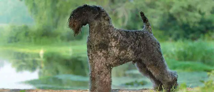 Exceptional Kerry Blue Terrier