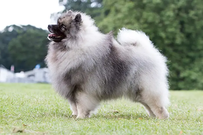 Features of Keeshond