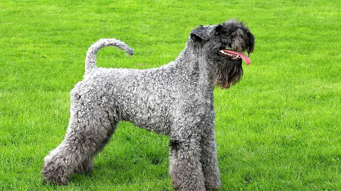 Features of Kerry Blue Terrier