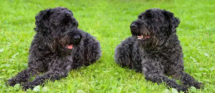History of Kerry Blue Terrier