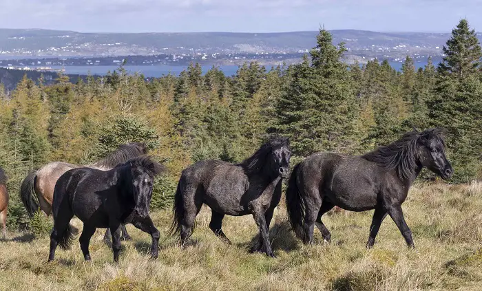 History of Newfoundland Pony