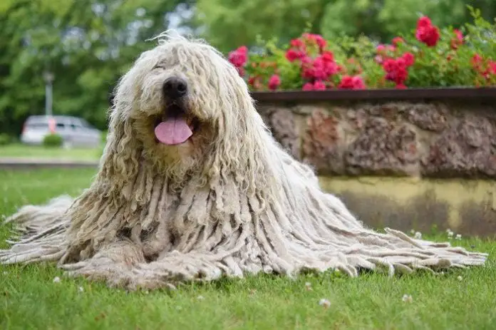 Hungarian Sheepdog