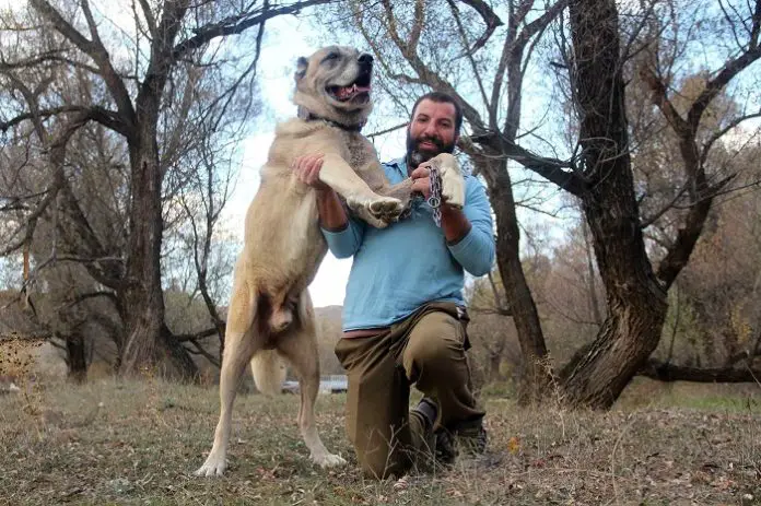 Kangal Dog