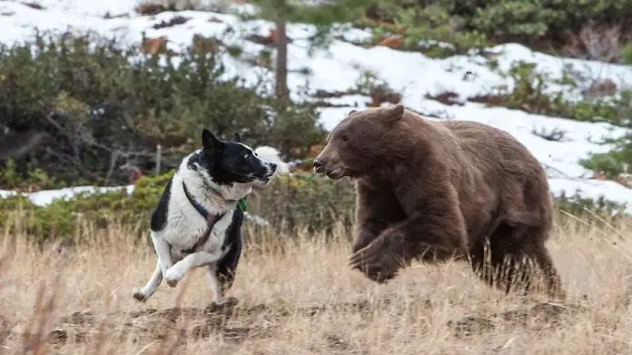 Karelian Bear Dog