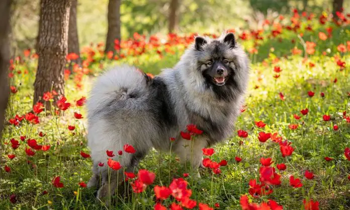 Keeshond Dog Breed of Netherland