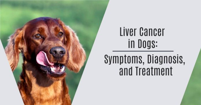 Liver Cancer in Dogs 2