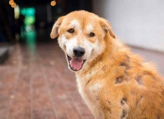 Scabies in Dogs