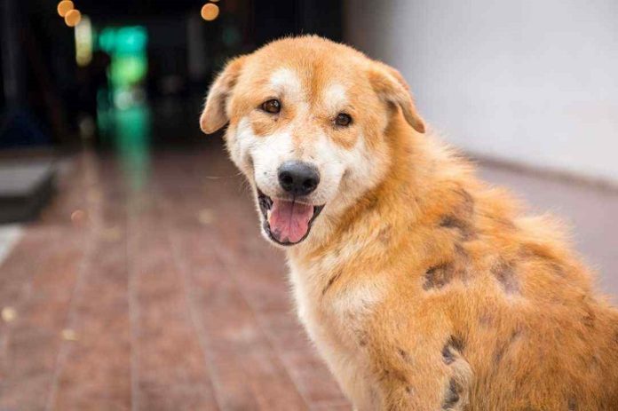 Scabies in Dogs