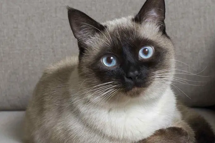 Beautiful Siamese Cat