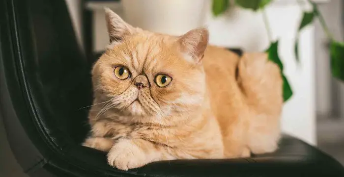 Beautiful Exotic Shorthair Cat