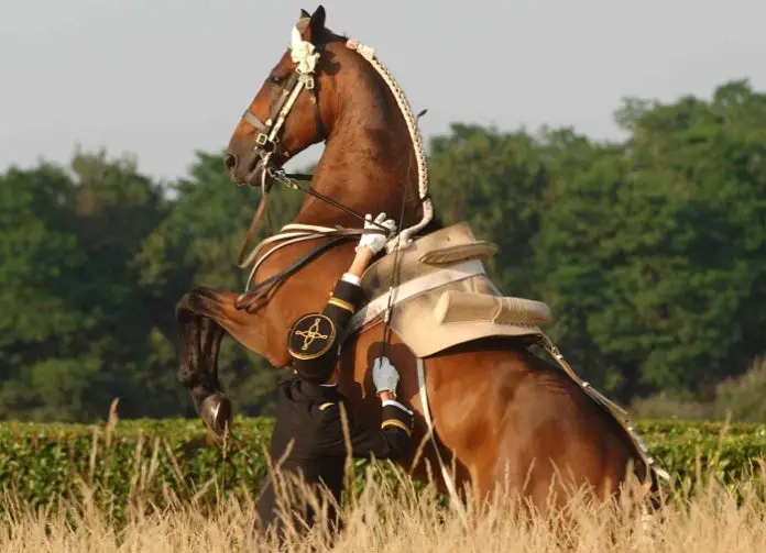 Beautiful French Saddlebred Horse