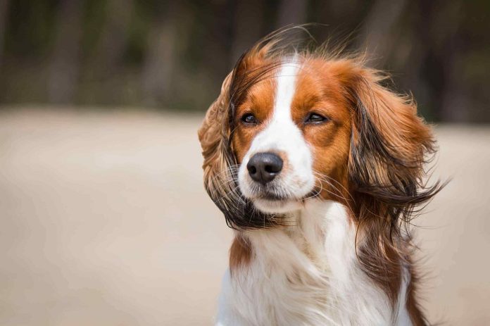 Beautiful Kooikerhondje Dog