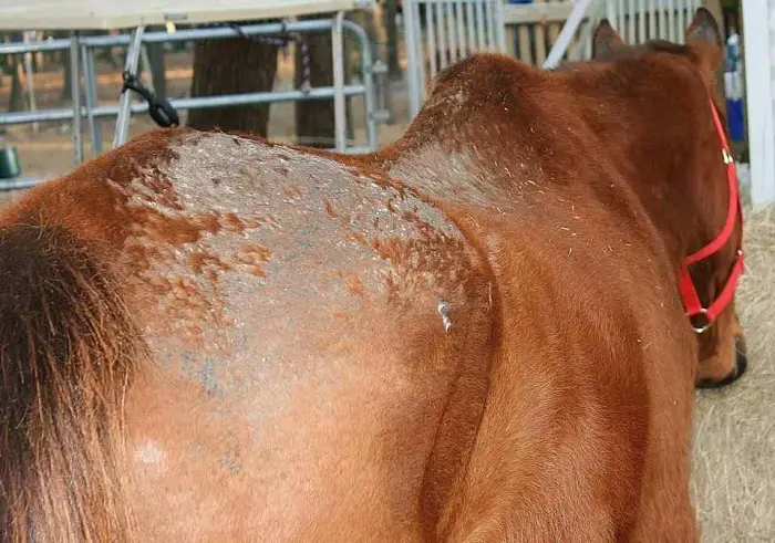 Clinical Signs of Rain Rot in Horses