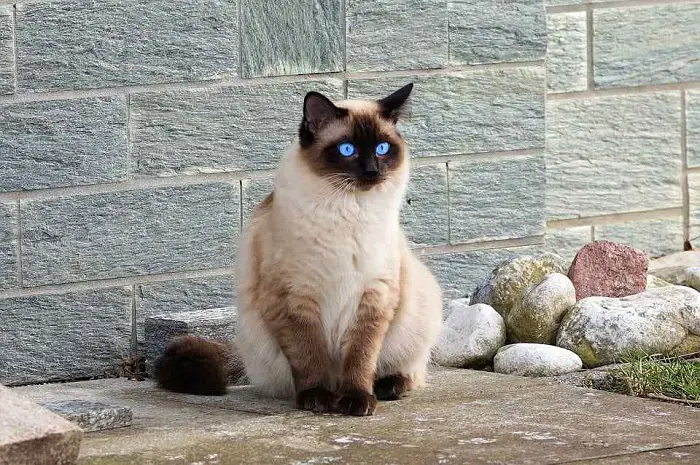 Colors of Siamese Cats