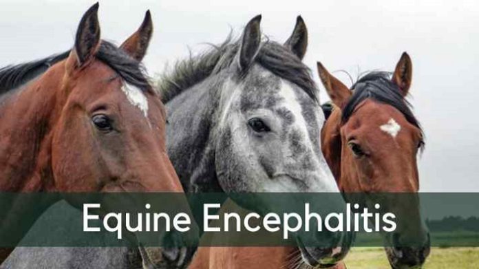 Equine Encephalitis