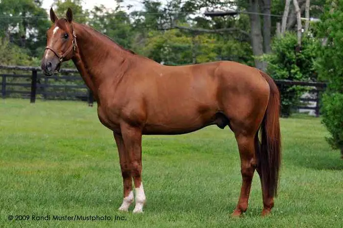 Features of Selle Français Horse