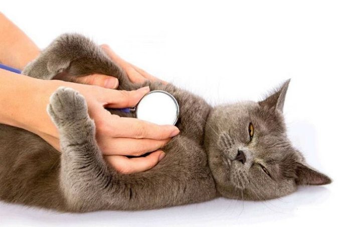 Feline Asthma