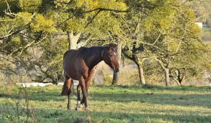French Saddlebred Horse Nutrition