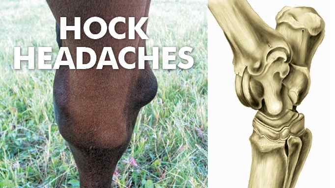 Hock Joint of Horse