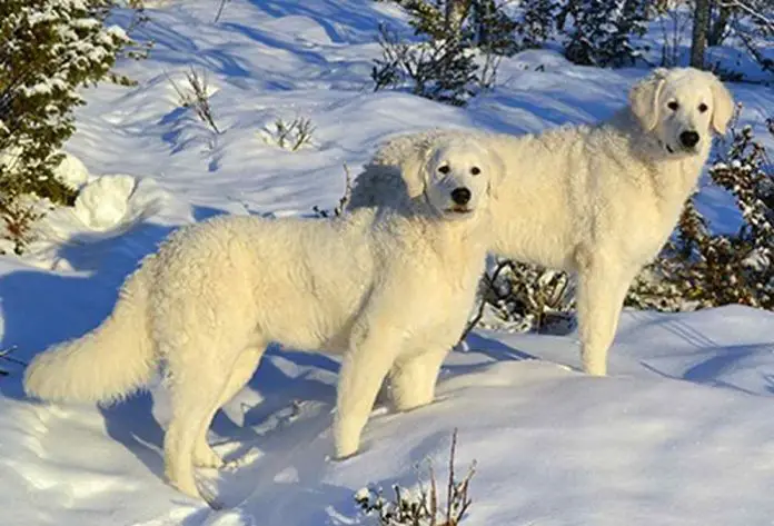 Hungarian Kuvasz