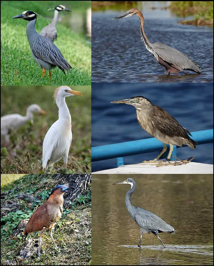 Most Common Types of Heron