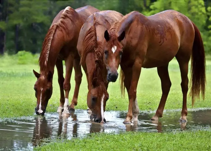Rain Rot in Horses