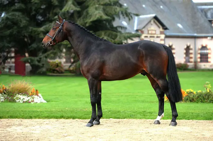 Selle Francias Horse