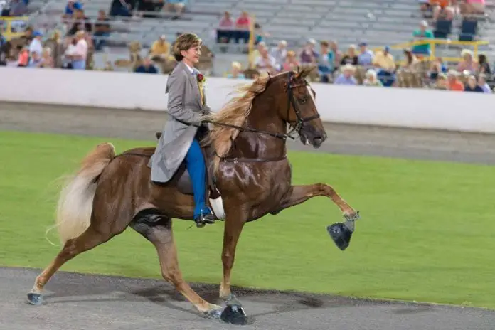 Tennessee Walking Horse