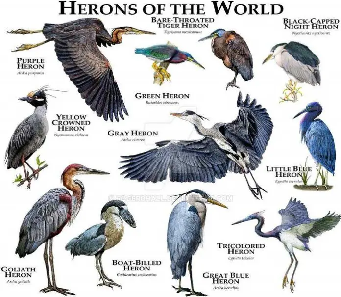 Types of Heron