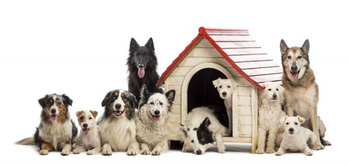 What is Dog Boarding