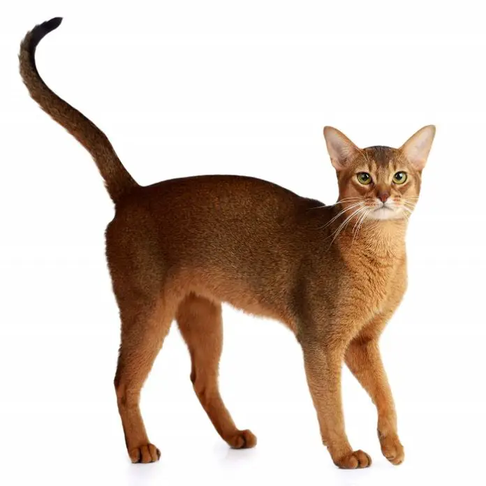 Abyssinian Cats