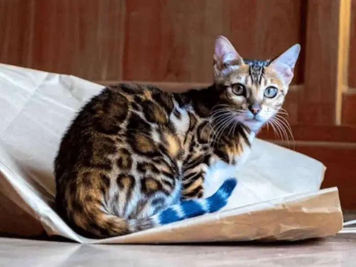 Beautiful Bengal Cat