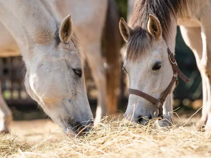 Botulism in Horses