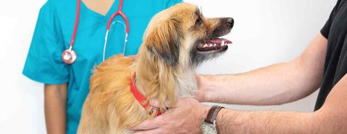 Cancer in Dogs