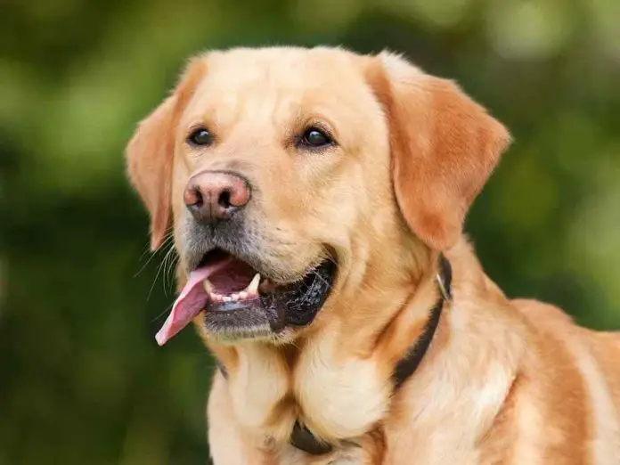 Canine Melanoma